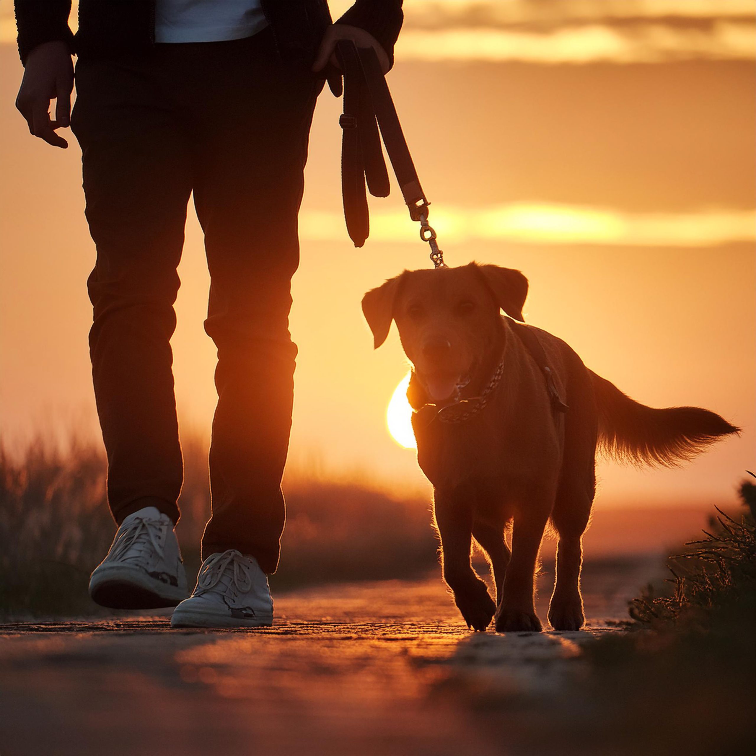 dog-pet-dog-companion-dog-dog-food-puppy-potty-training
