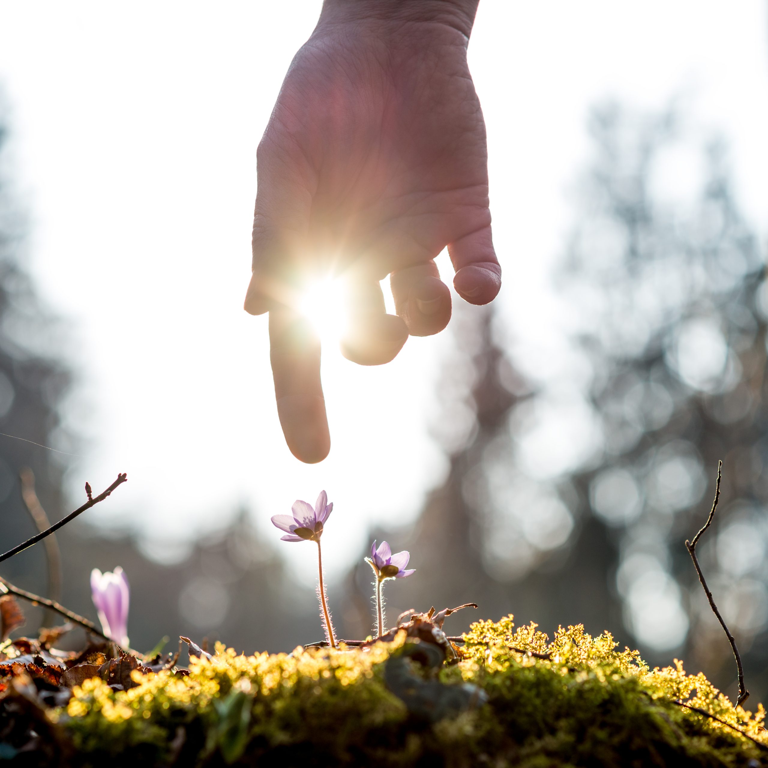 Hand of a man above blue flower back lit by the sun